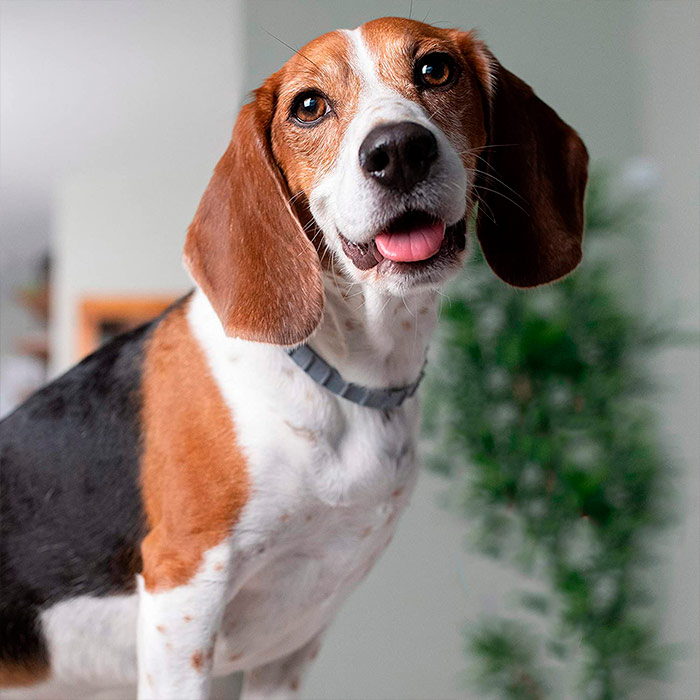 Repels ticks and fleas for up to 8 months!