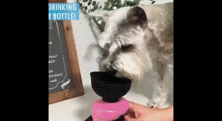 Water bottle for dogs, DOGBOTTLE - video