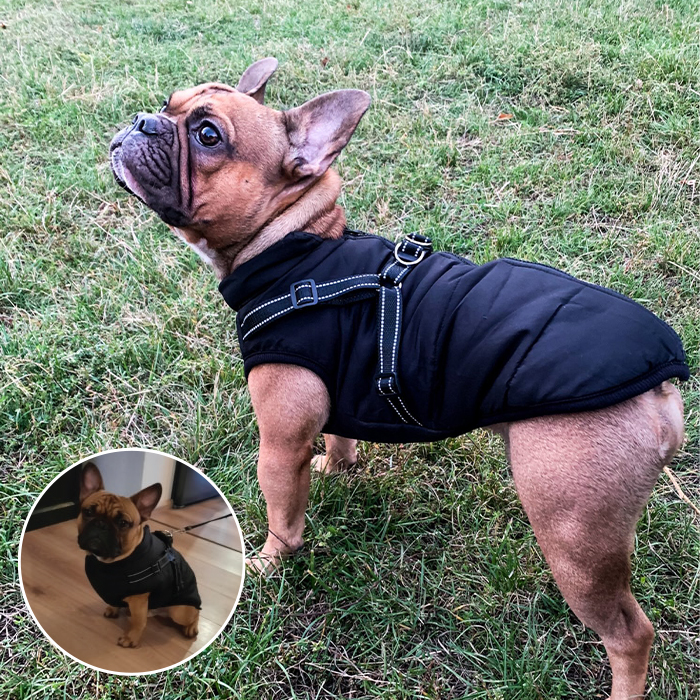 DogJacket, reflective and waterproof winter coat for dogs - Image 6