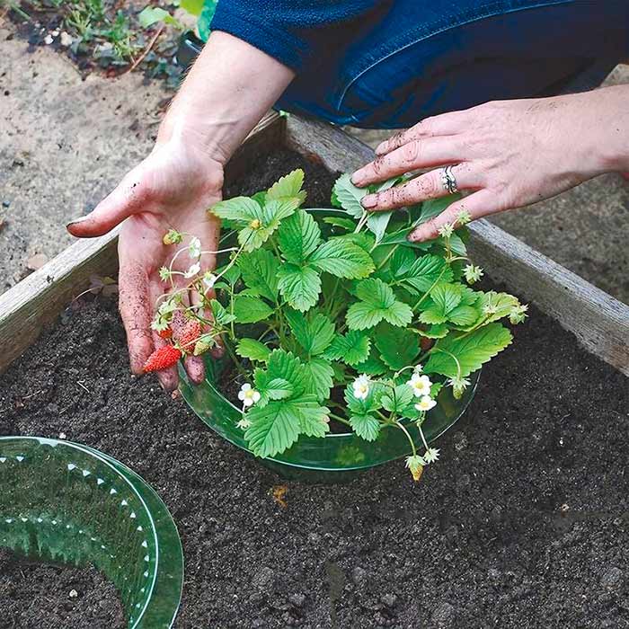 LettuceProtect, protection for lettuce and other crops (10 pieces) - Image 8