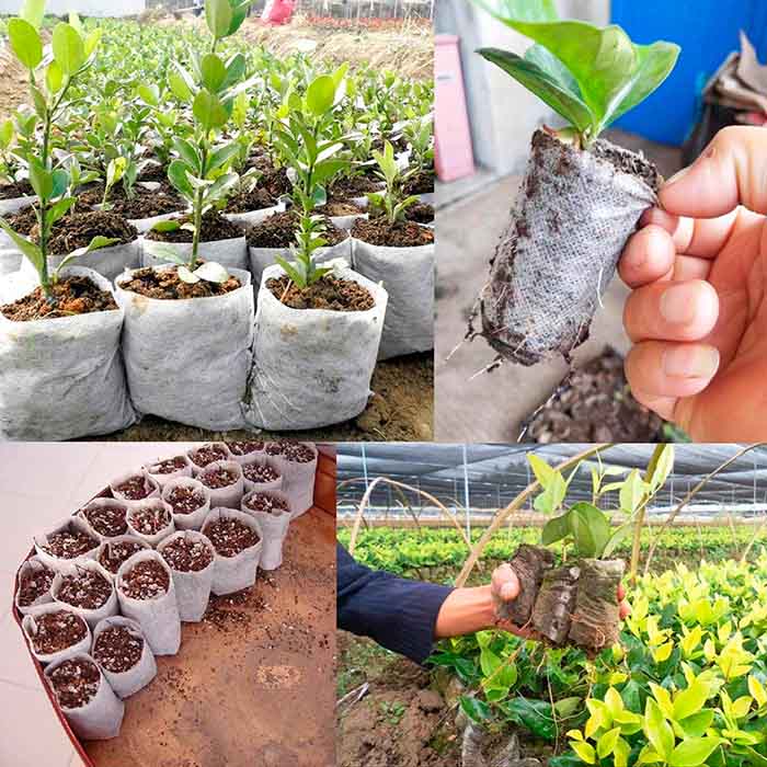 SeedBags, biodegradable bags for planting and growing plants (100 pcs) - Image 5