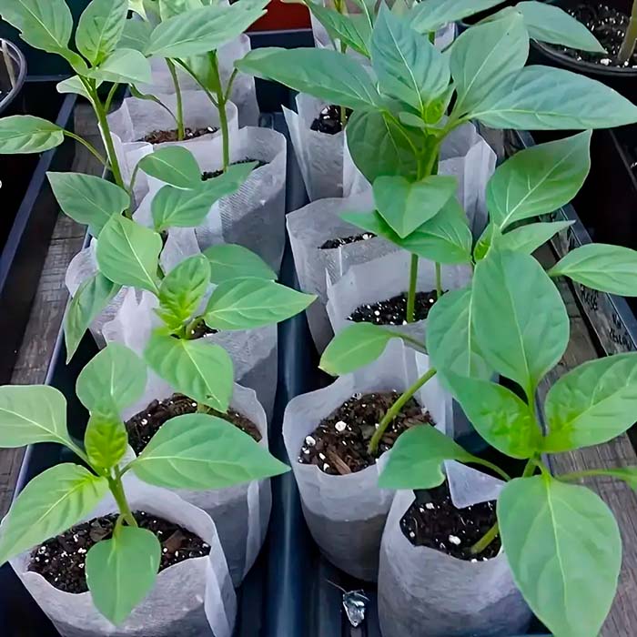 Biodegradable bags offer optimal growing conditions for a wide variety of seedlings and other plants!