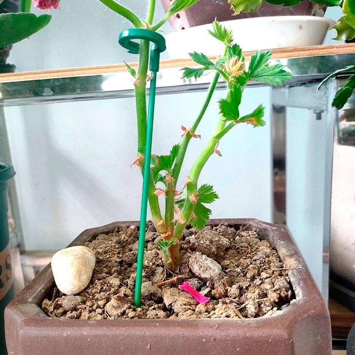 You get 10 supports (37 cm long) and 10 additional supports (27 cm long) free in the package!