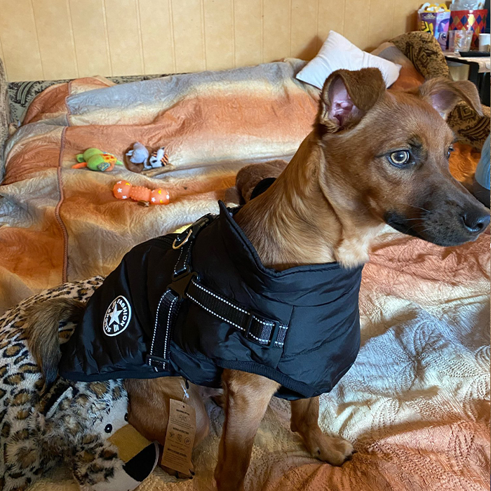 DogJacket, reflective and waterproof winter coat for dogs - Image 9