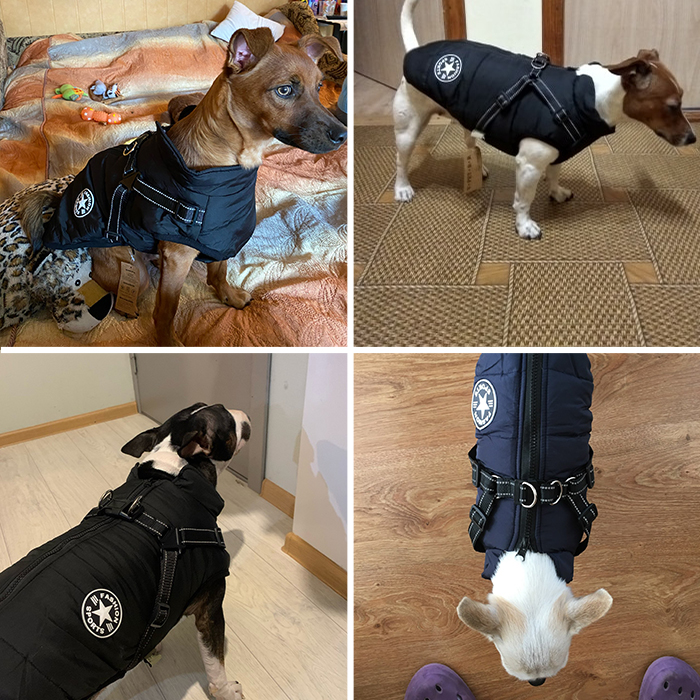 DogJacket, reflective and waterproof winter coat for dogs - Image 8